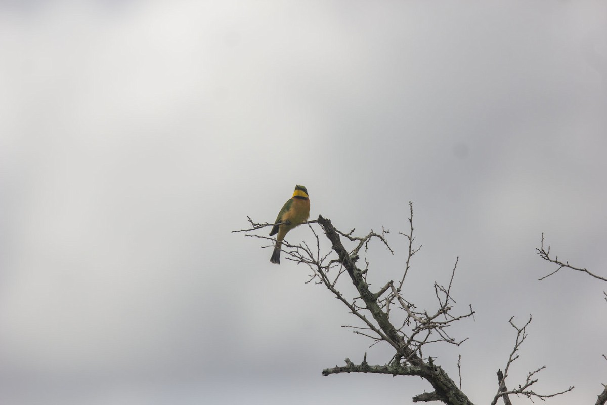 Little Bee-eater - Reuben Shallom