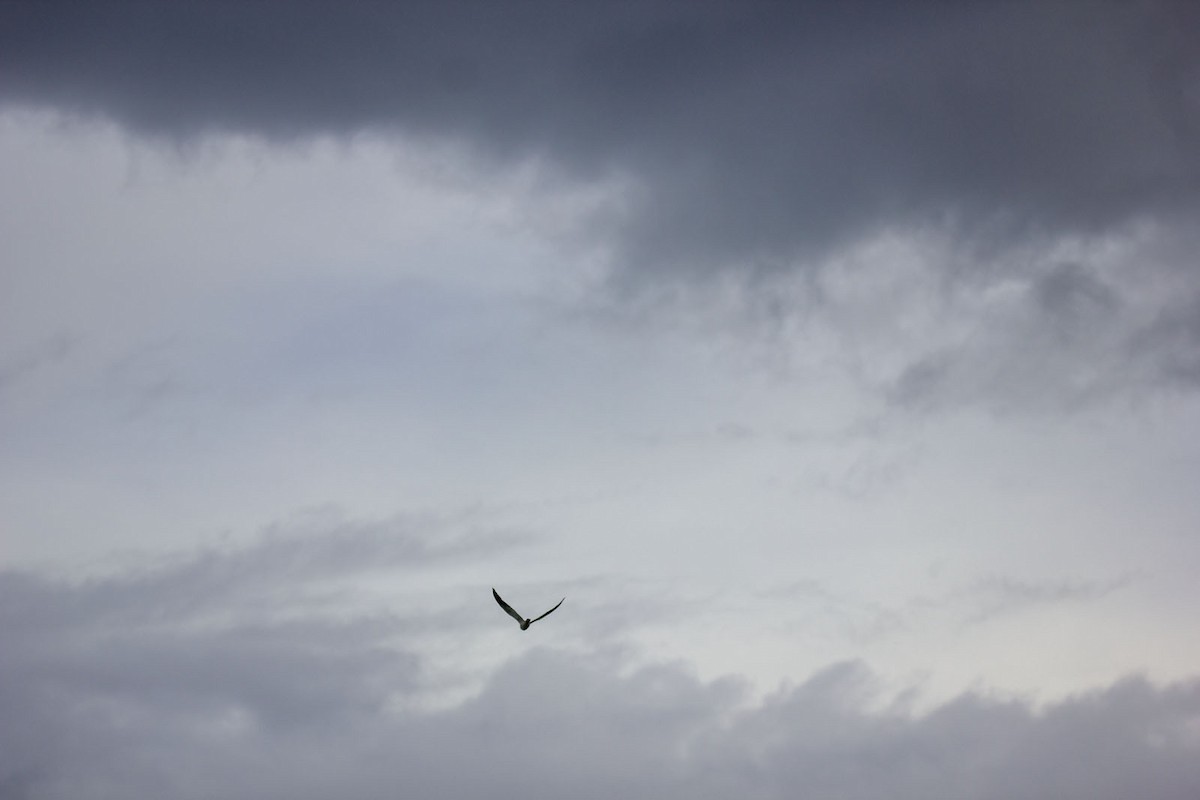 Black-winged Kite (African) - ML617300613