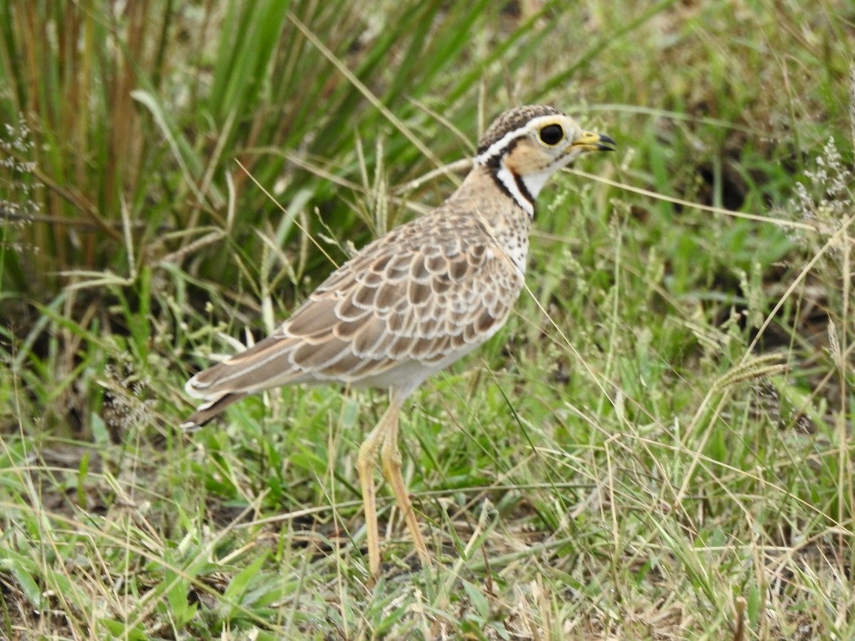 Three-banded Courser - ML617300644