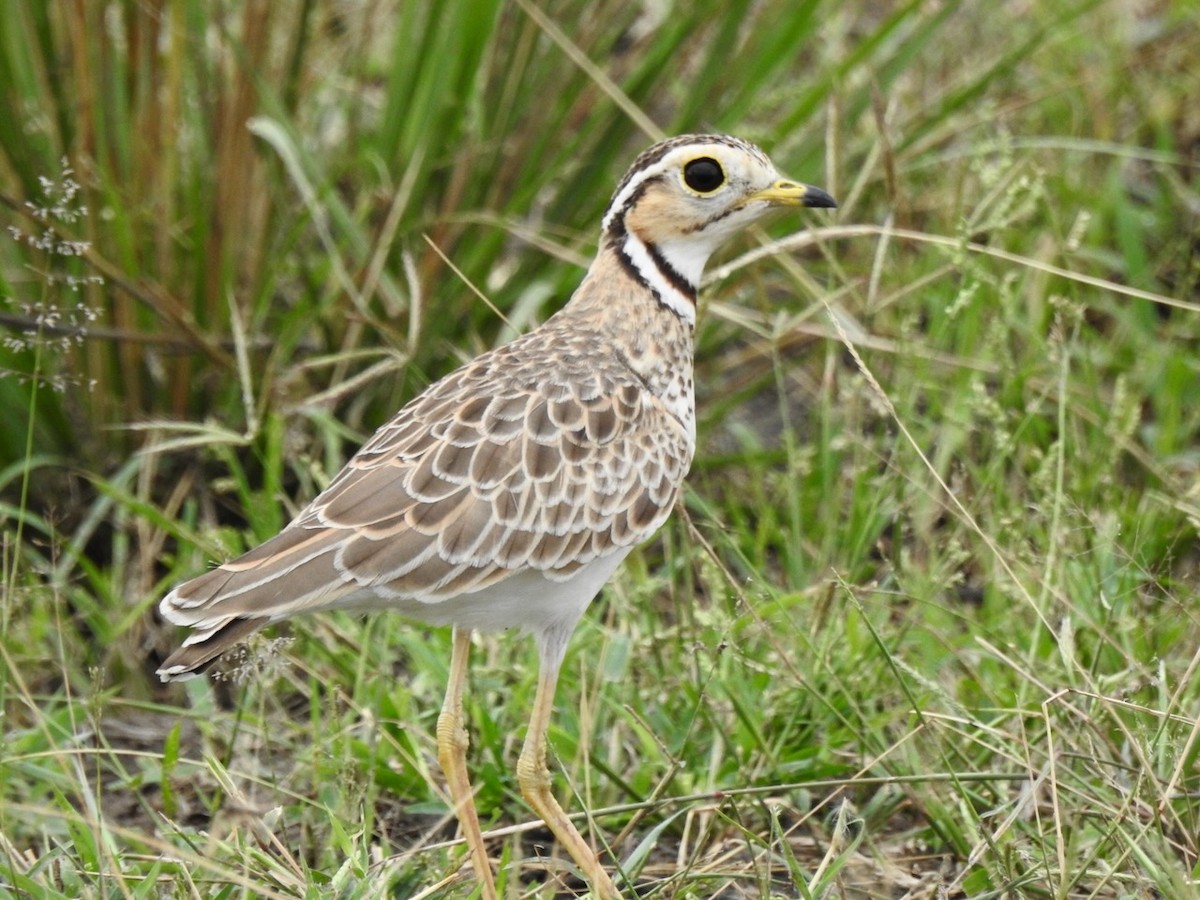 Three-banded Courser - ML617300645