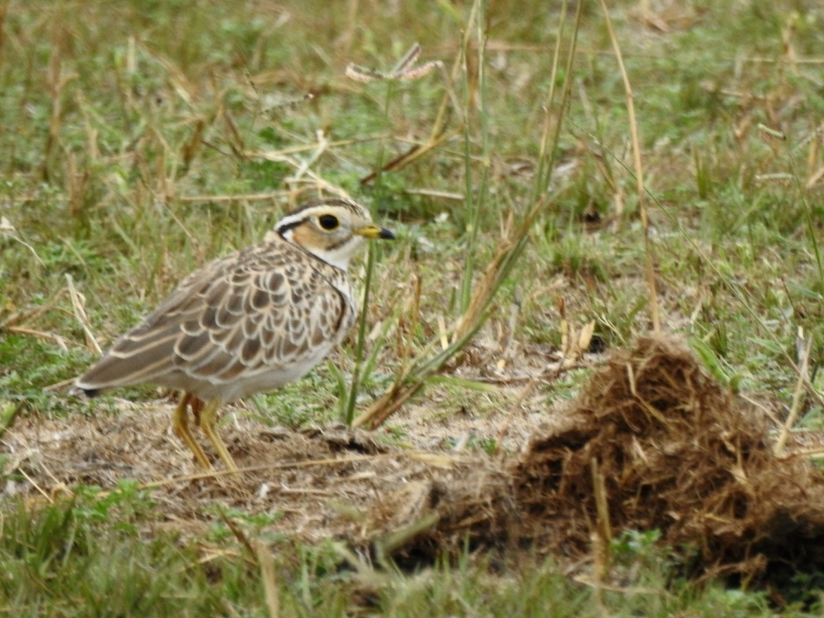Three-banded Courser - ML617300646