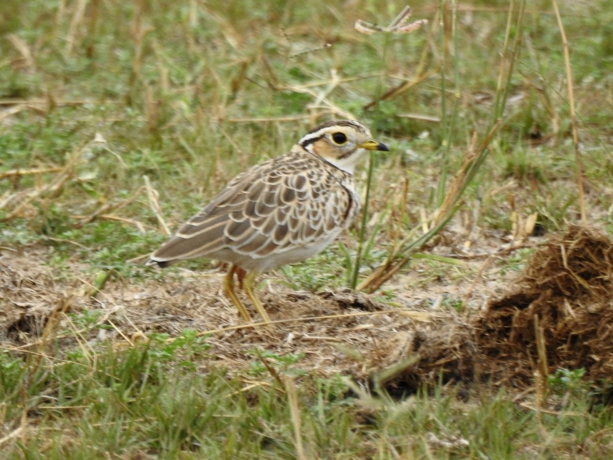 Three-banded Courser - ML617300647