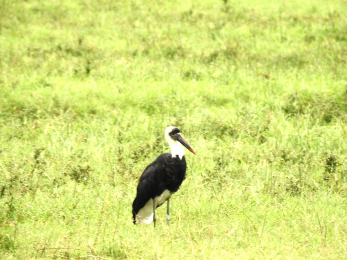 African Woolly-necked Stork - ML617300653