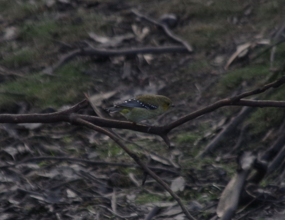 Forty-spotted Pardalote - ML617300658
