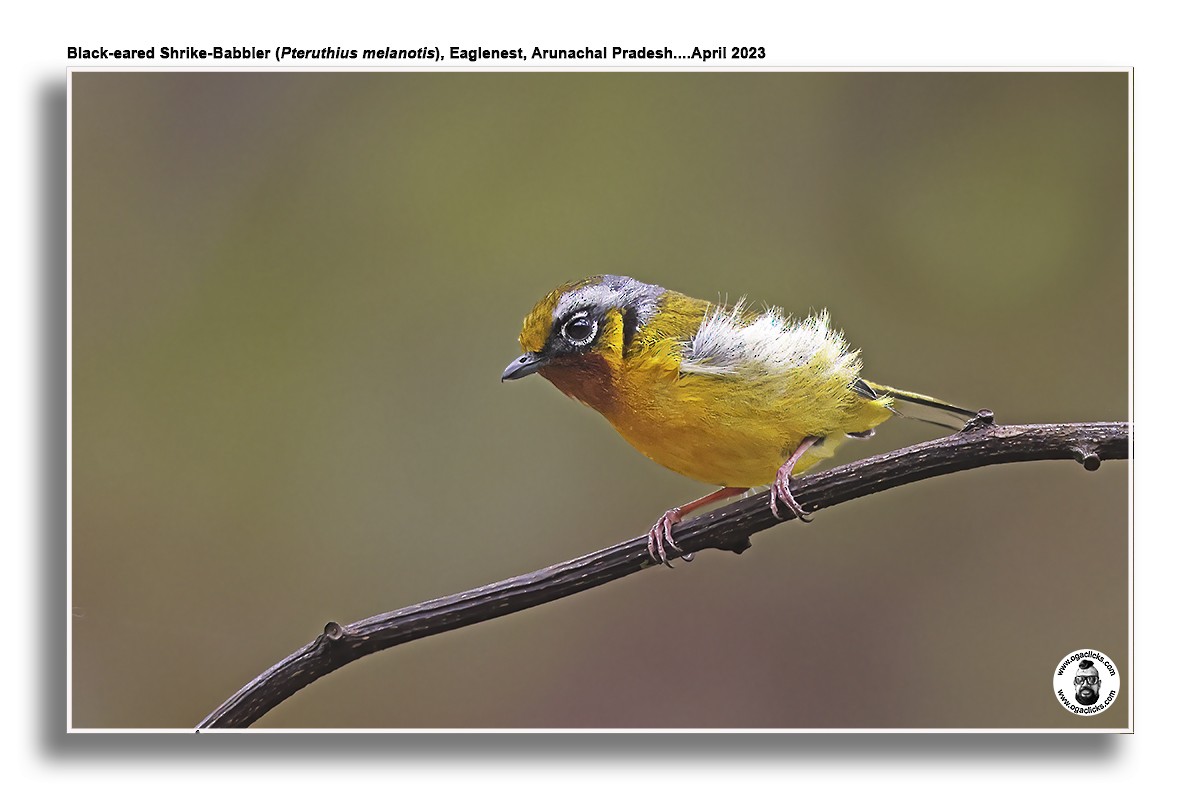 Black-eared Shrike-Babbler - ML617300677
