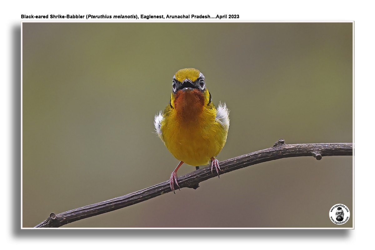 Black-eared Shrike-Babbler - ML617300678