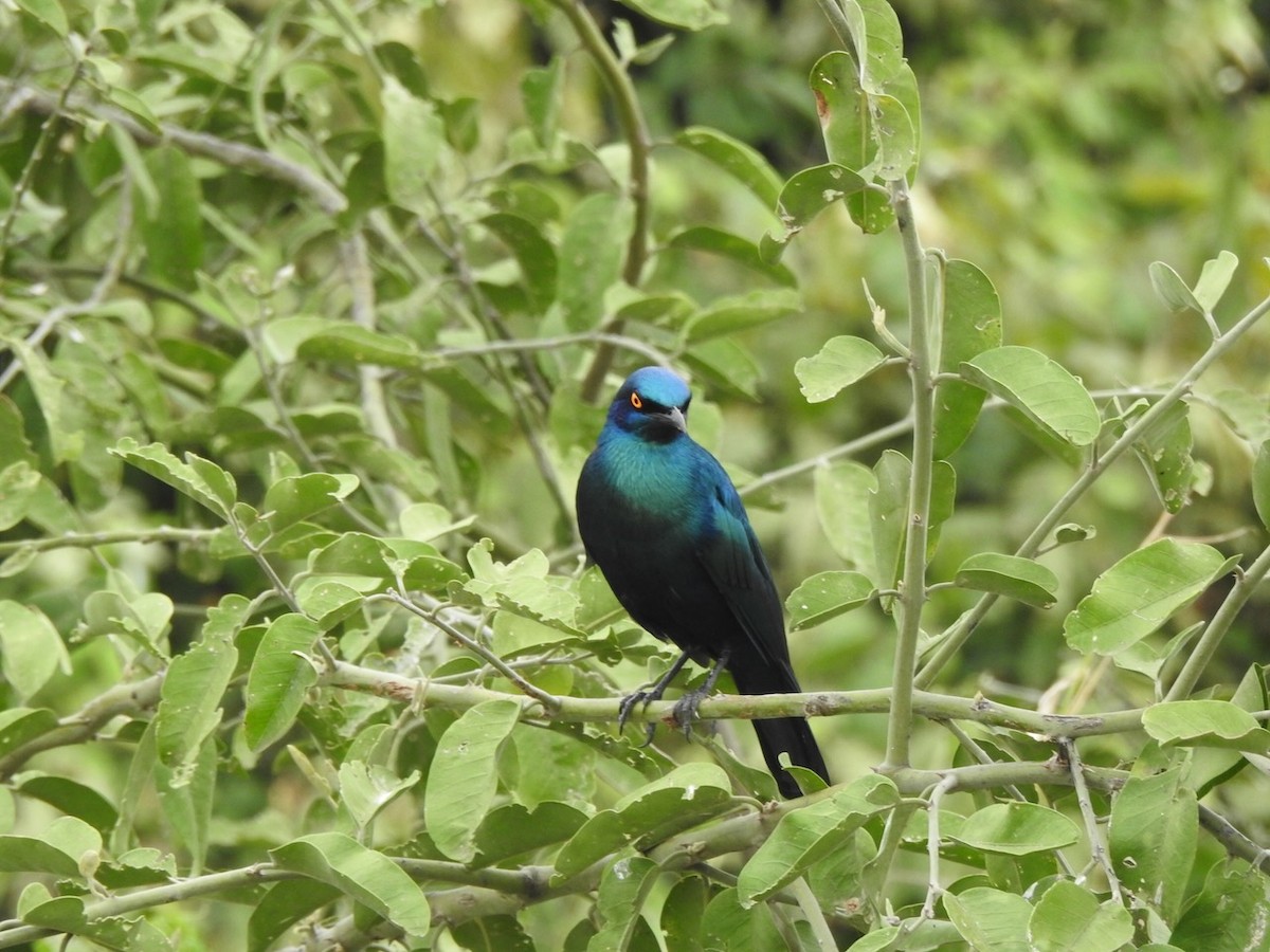 Greater Blue-eared Starling - ML617300706