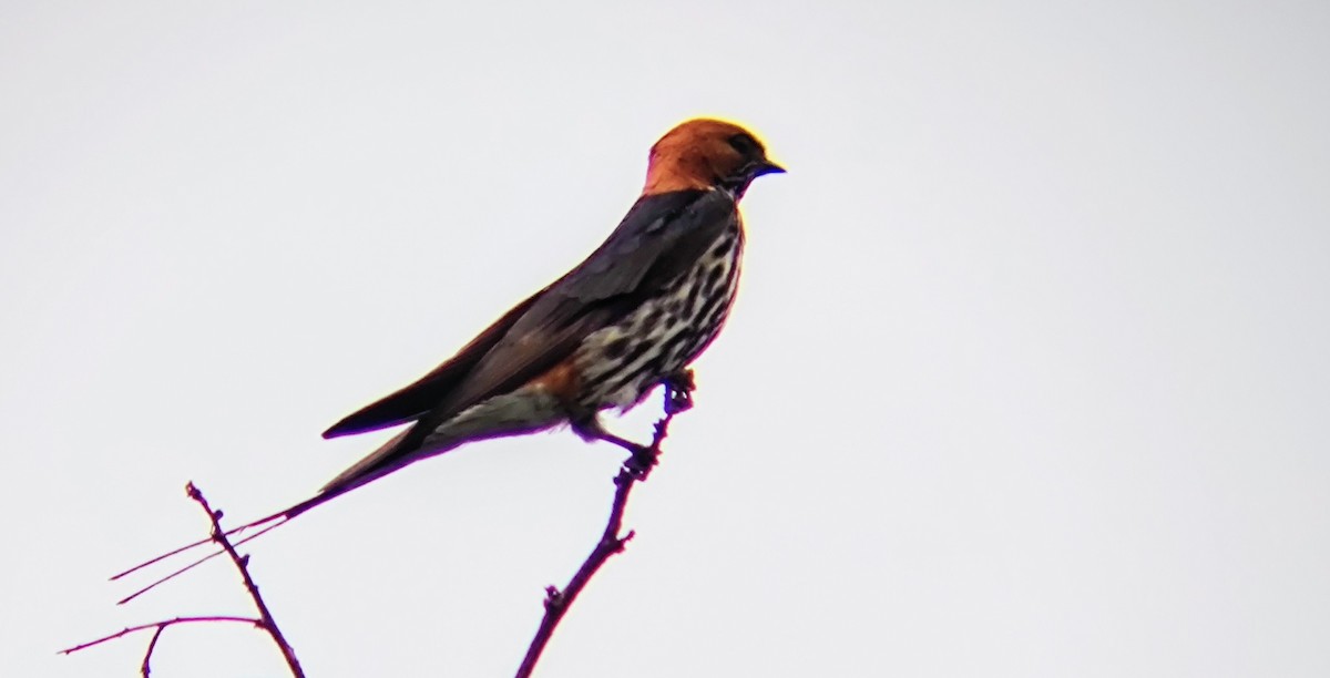 Lesser Striped Swallow - André Kamphuis