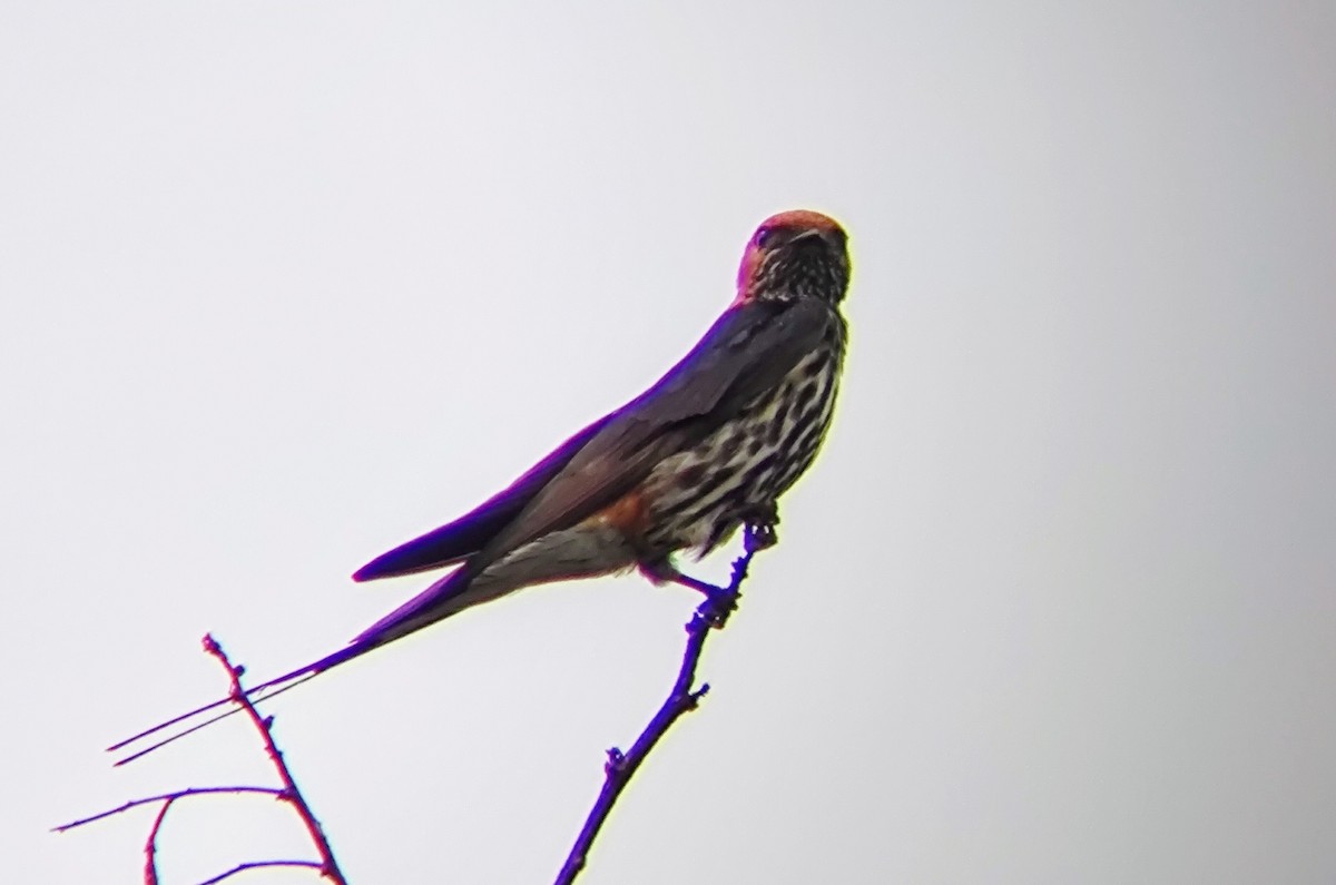 Lesser Striped Swallow - André Kamphuis