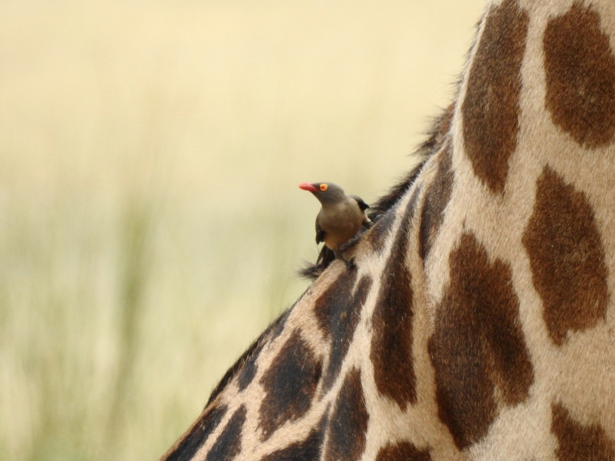 Red-billed Oxpecker - Alastair Newton