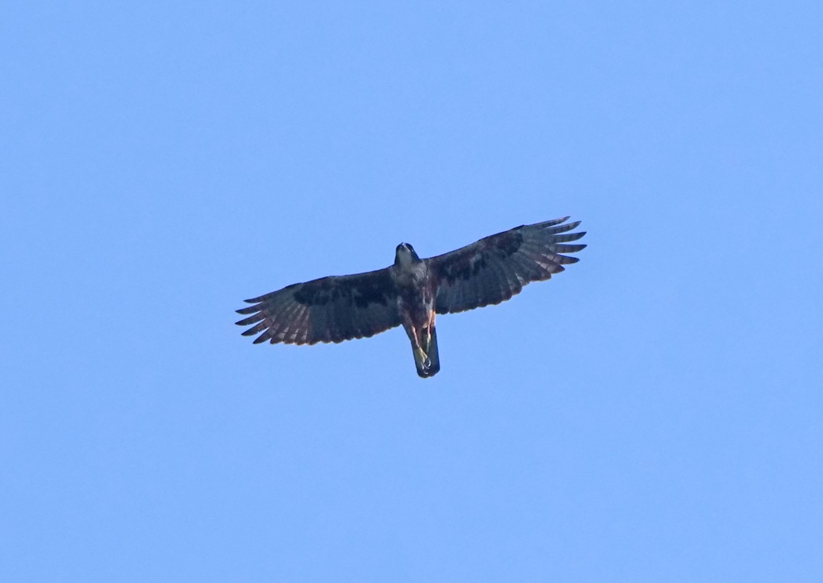 Rufous-bellied Eagle - ML617300719