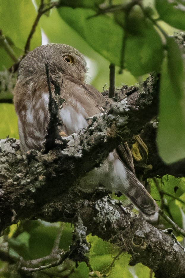 Colima Pygmy-Owl - ML617300785