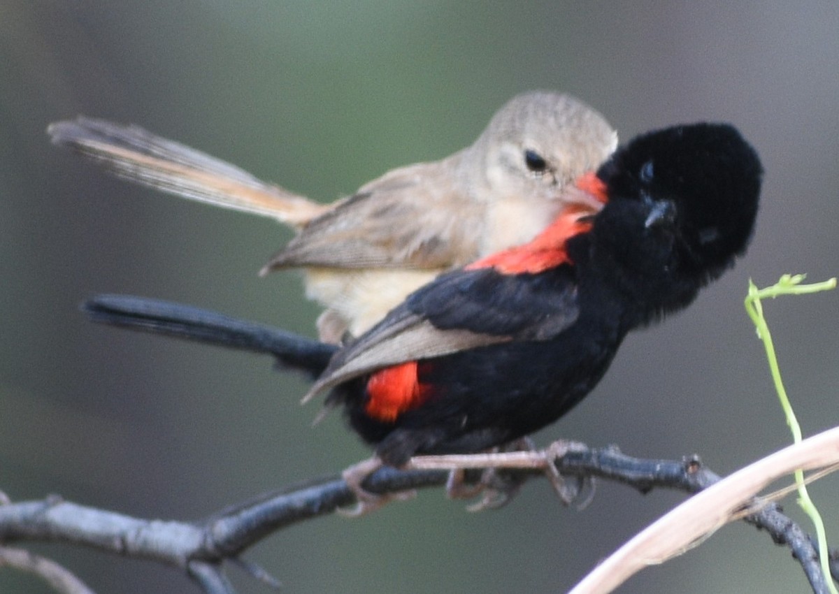 Red-backed Fairywren - Peter Brown