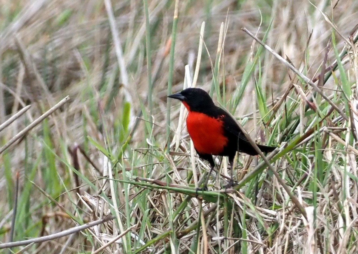 Red-breasted Meadowlark - ML617300844