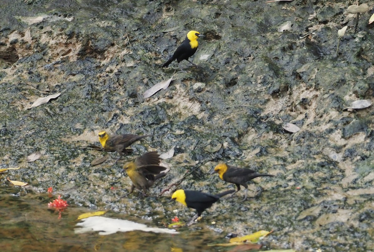 Yellow-hooded Blackbird - ML617300857