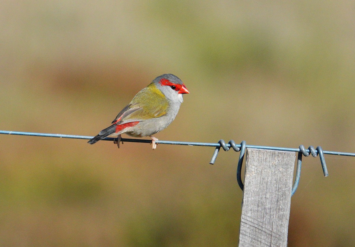 Red-browed Firetail - ML617300946