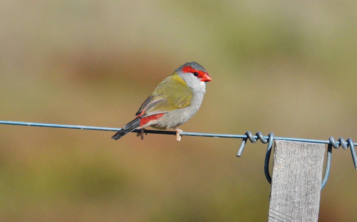 Red-browed Firetail - ML617300947