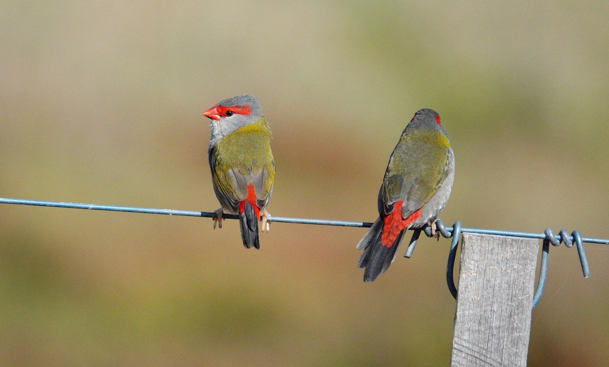 Red-browed Firetail - ML617300948