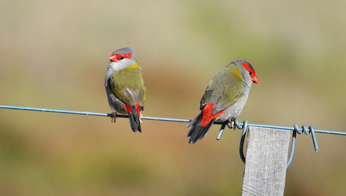 Red-browed Firetail - ML617300949