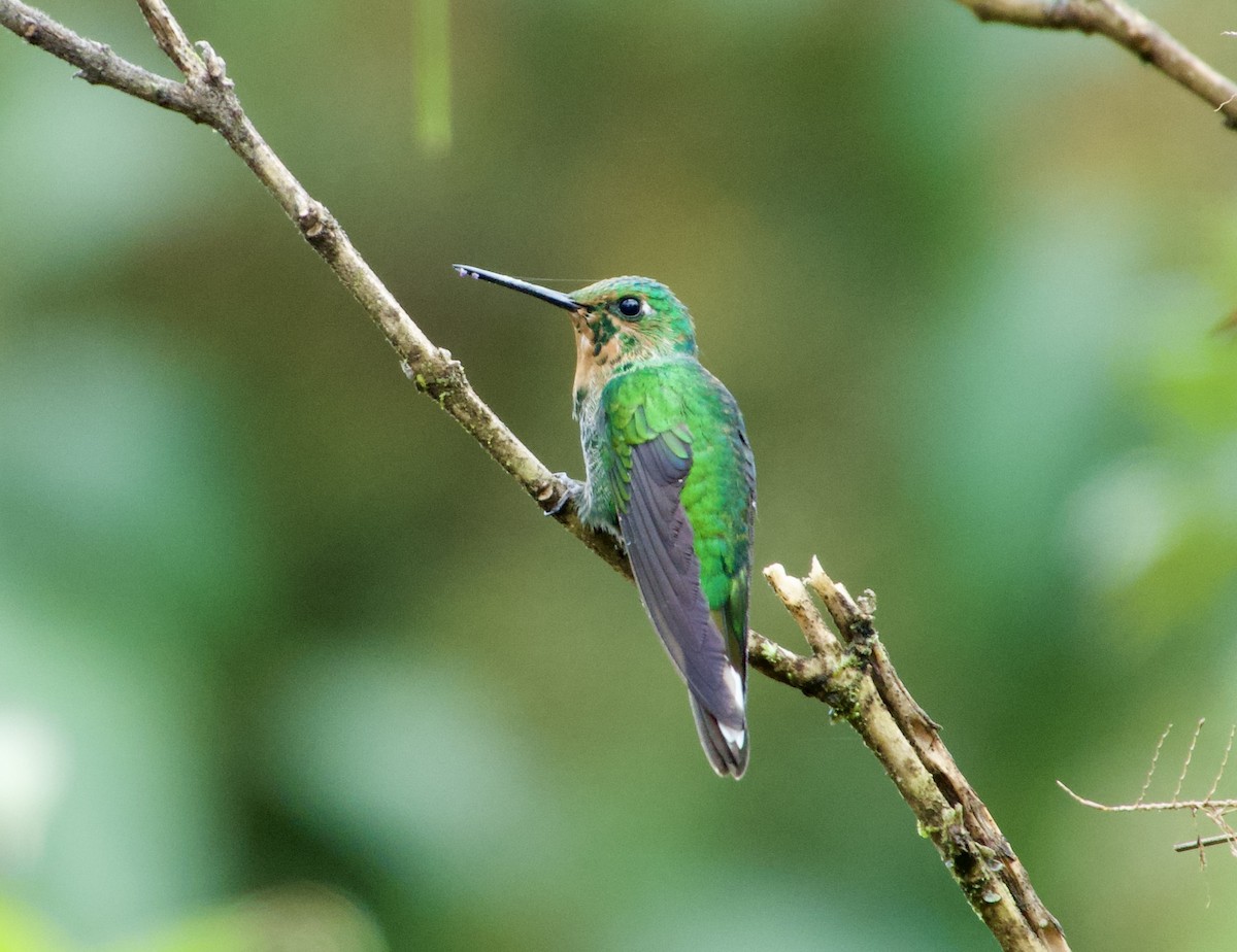 kolibřík rezavořitý - ML617301014