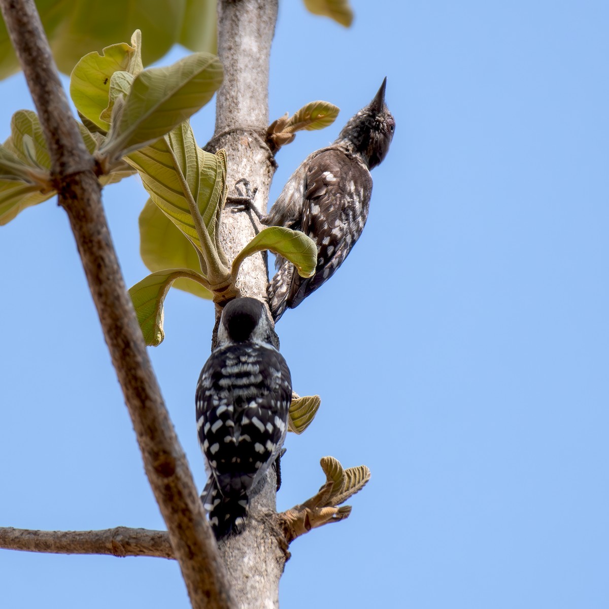 Brown-capped Pygmy Woodpecker - ML617301039