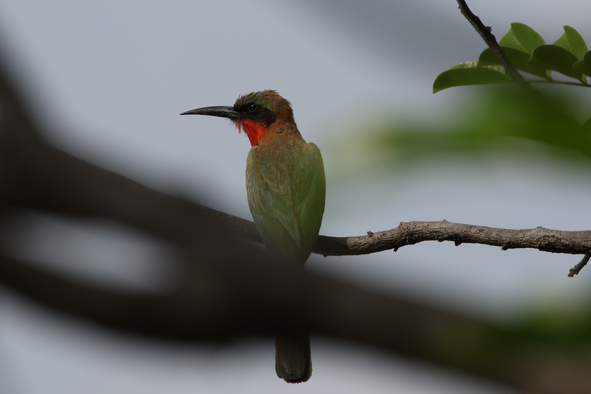 Red-throated Bee-eater - ML617301342