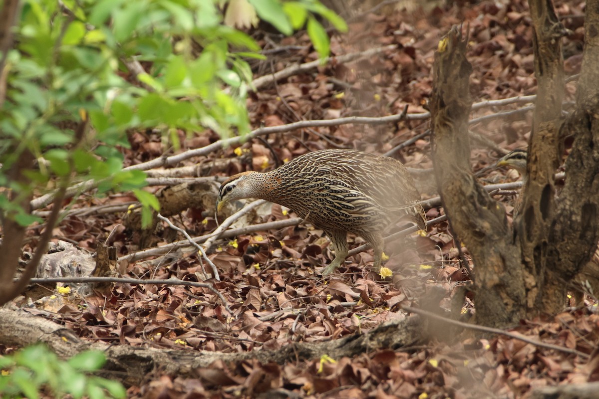 Double-spurred Spurfowl - ML617301349