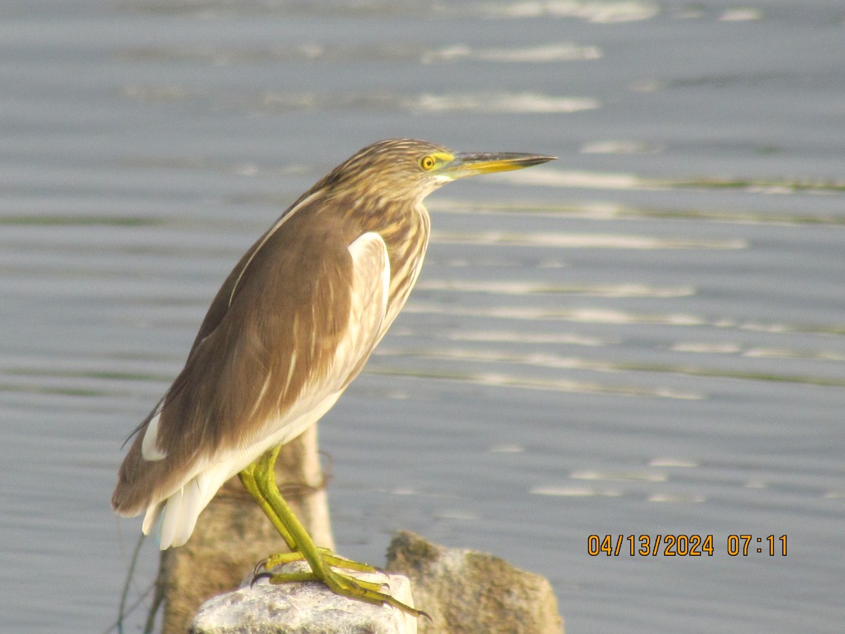 Indian Pond-Heron - Senthil Veerasamy