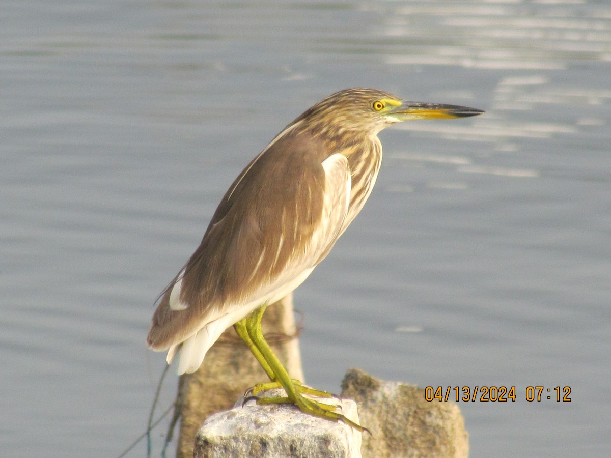 Indian Pond-Heron - Senthil Veerasamy