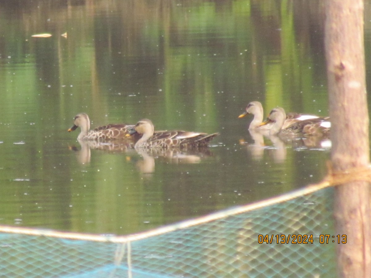 Indian Spot-billed Duck - Senthil Veerasamy