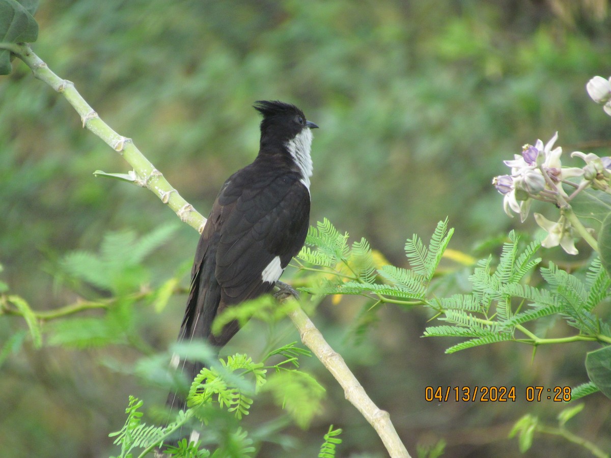 Pied Cuckoo - Senthil Veerasamy
