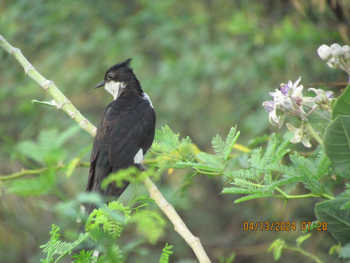 Pied Cuckoo - Senthil Veerasamy