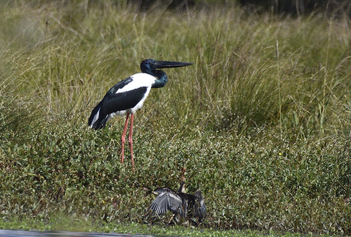 Black-necked Stork - ML617301438