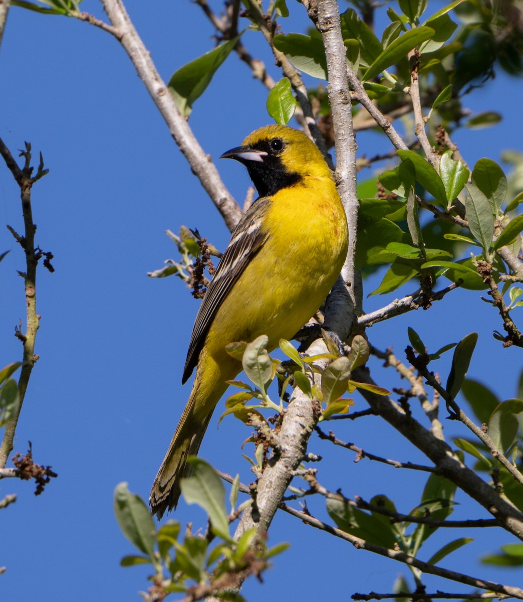 Orchard Oriole - ML617301455
