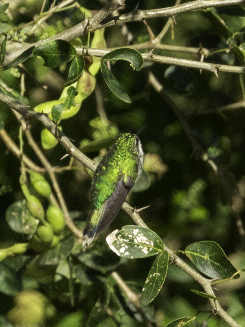 kolibřík portorický - ML617301479