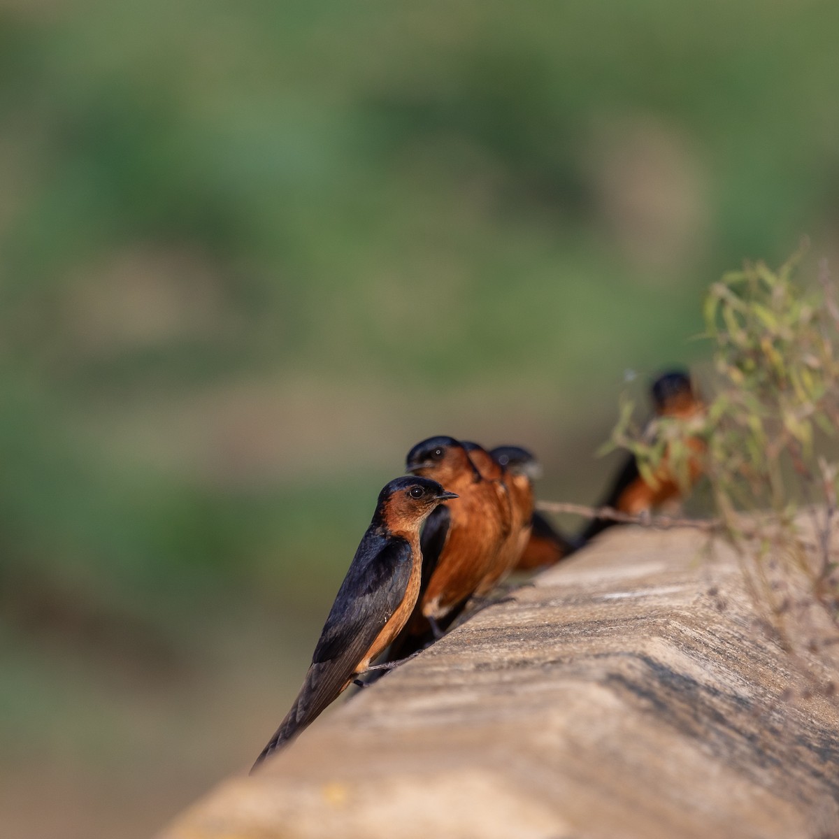 Sri Lanka Swallow - Anastasia Besfamilnaya