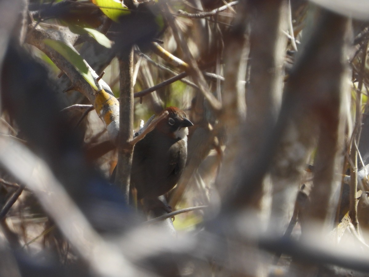 Rusty-crowned Ground-Sparrow - ML617301500