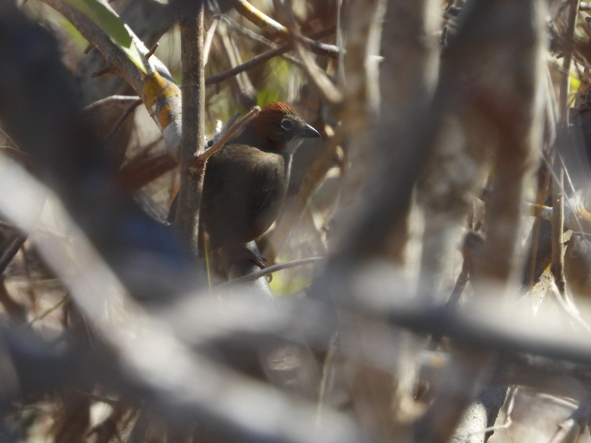 Rusty-crowned Ground-Sparrow - Javier Lucio