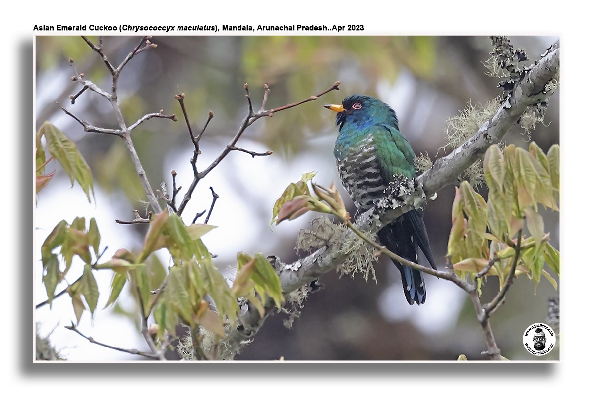 Asian Emerald Cuckoo - ML617301514