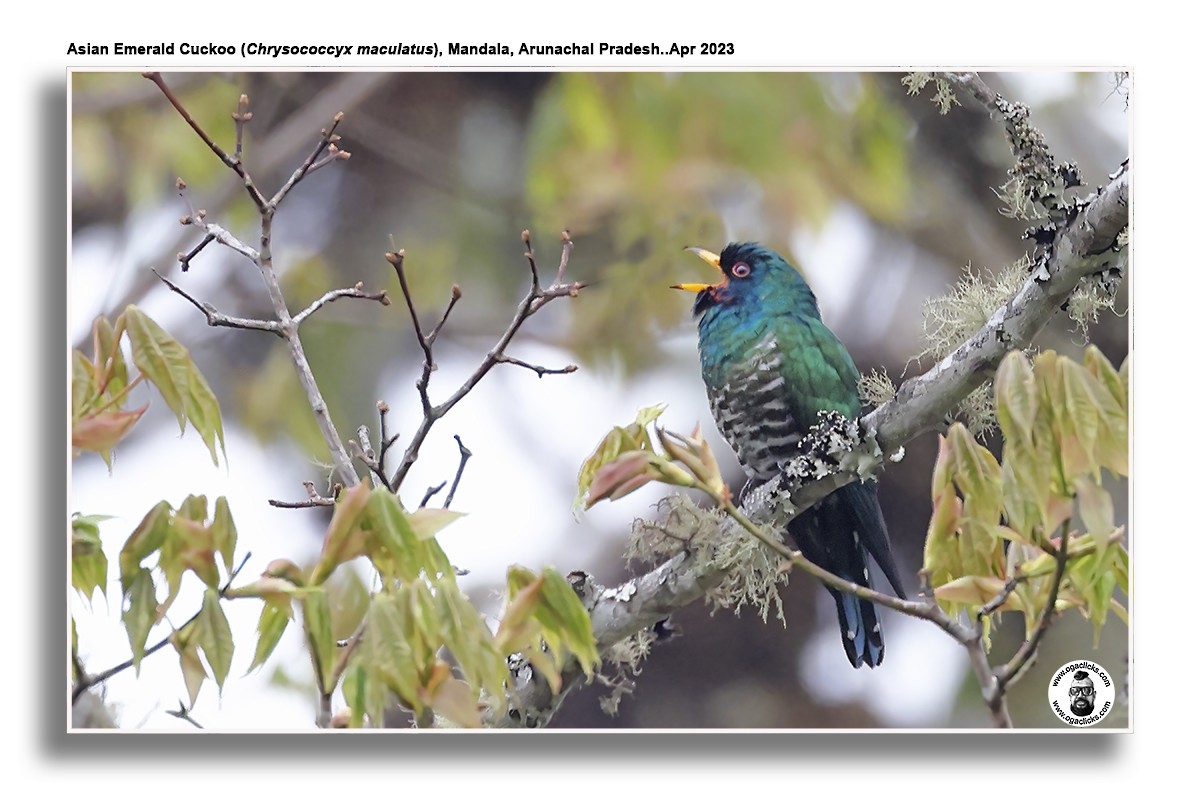 Asian Emerald Cuckoo - ML617301515