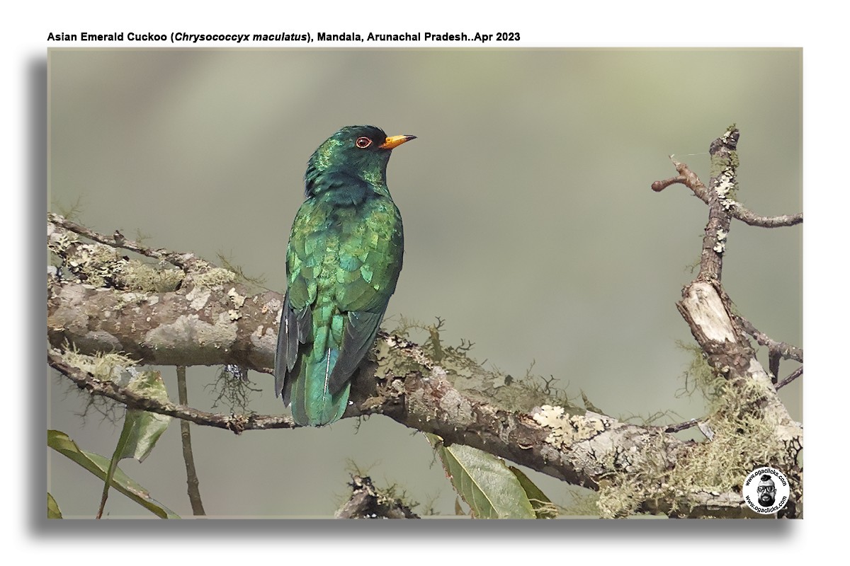 Asian Emerald Cuckoo - ML617301516