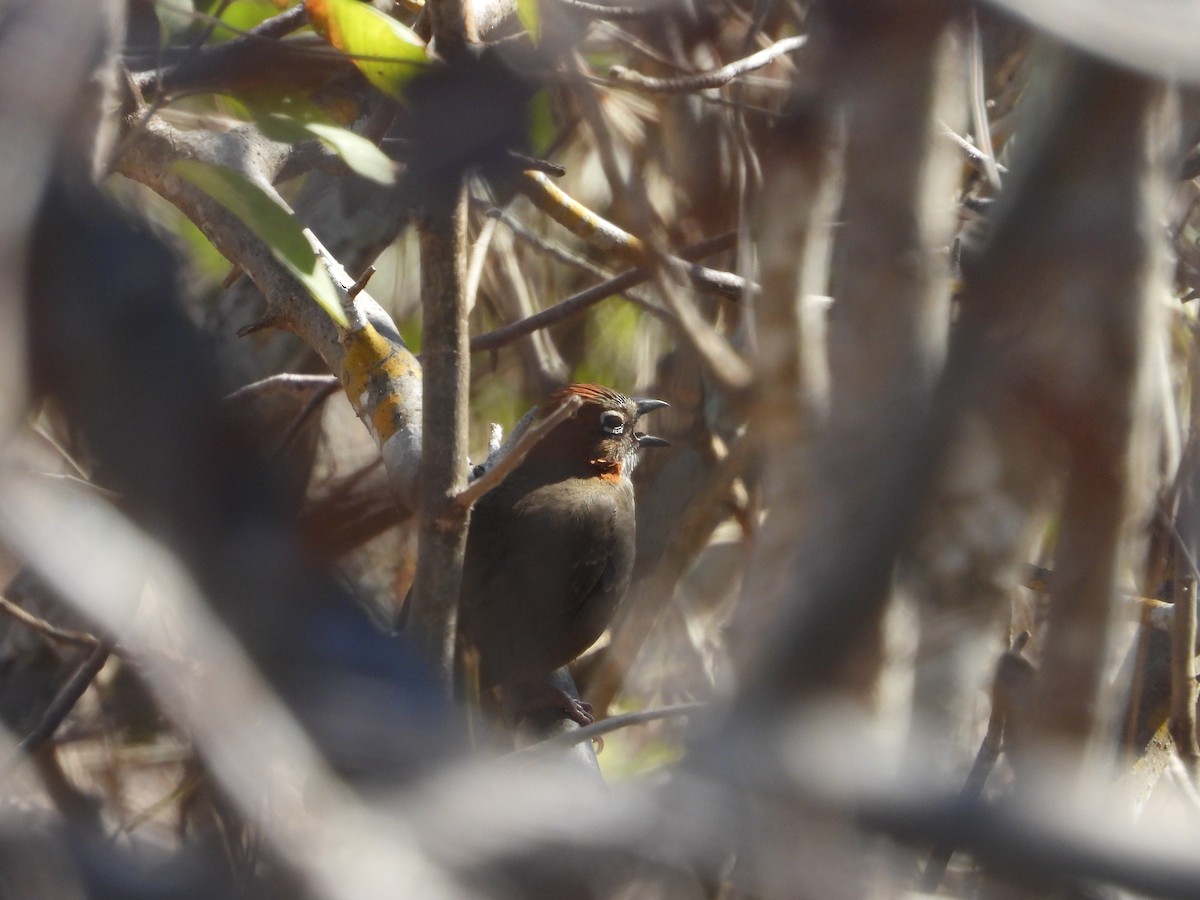 Rusty-crowned Ground-Sparrow - ML617301521