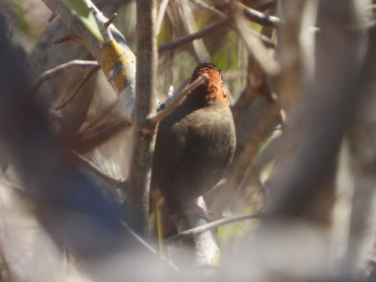 Rusty-crowned Ground-Sparrow - Javier Lucio