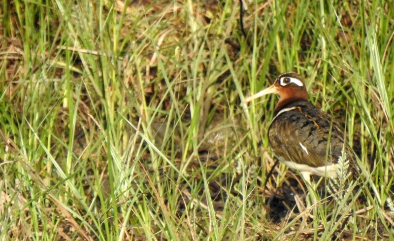 Greater Painted-Snipe - ML617301619