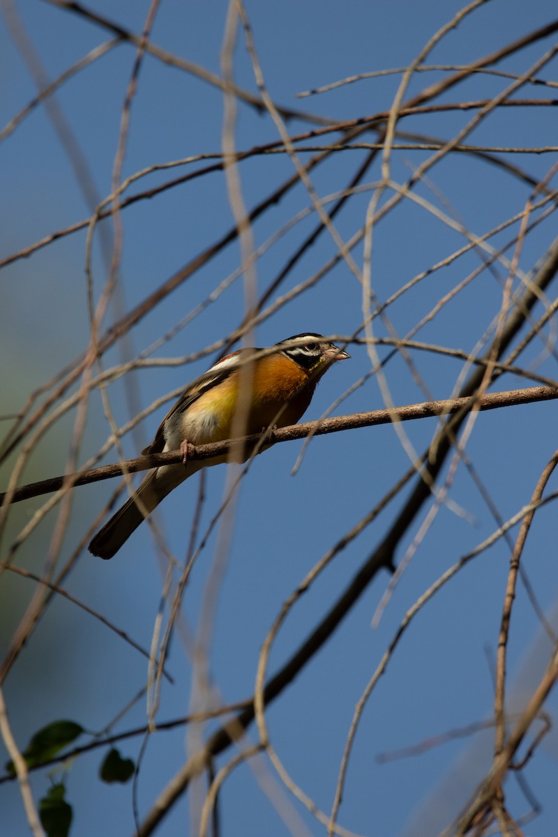 Golden-breasted Bunting - ML617301642