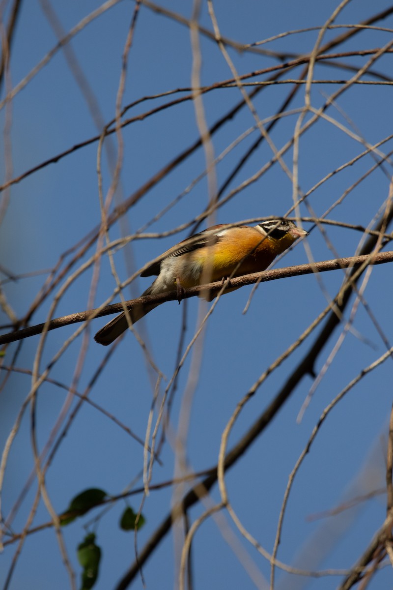 Golden-breasted Bunting - ML617301643