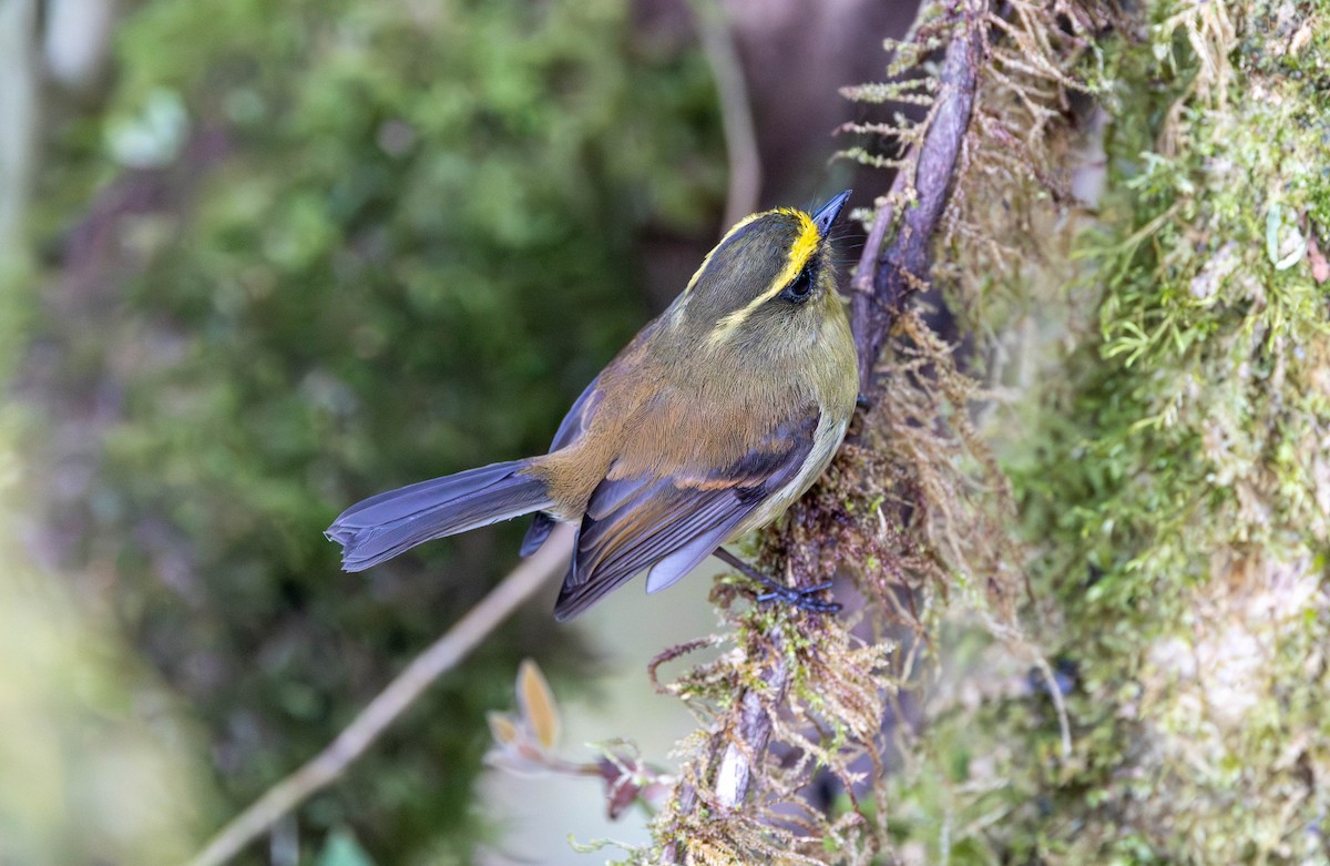 Yellow-bellied Chat-Tyrant - Michelle Martin