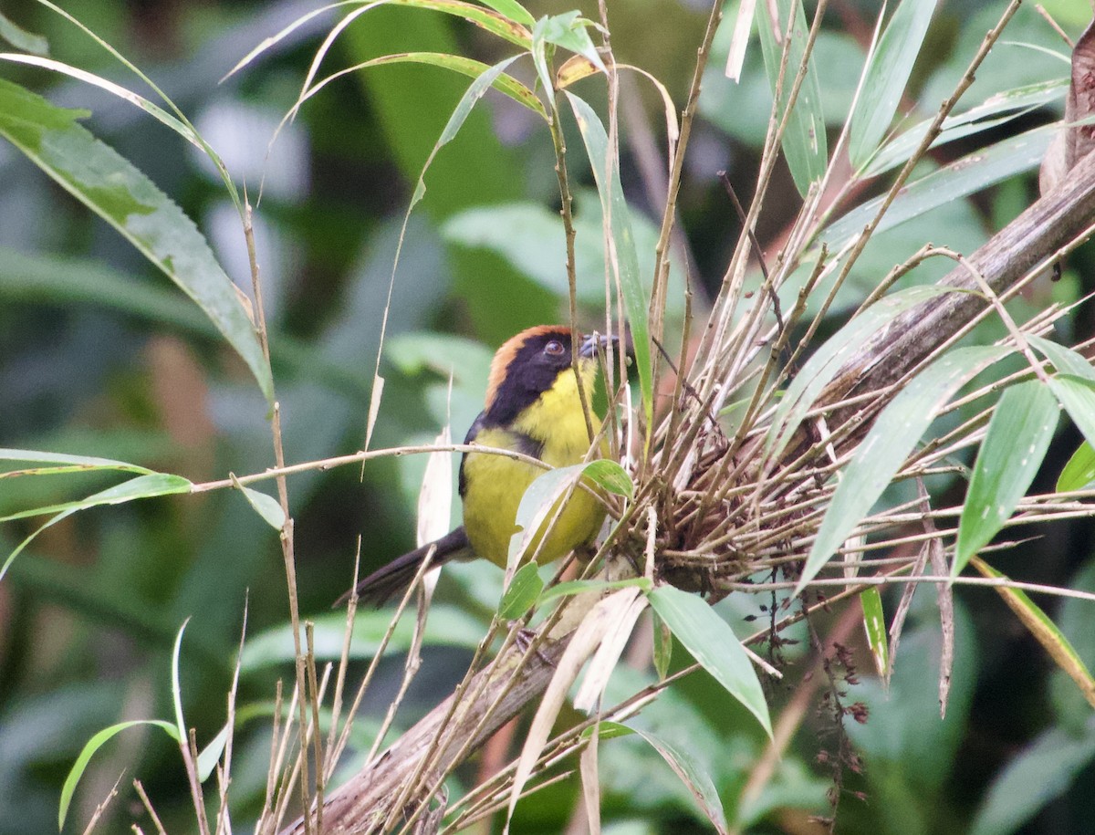 Yellow-breasted Brushfinch - ML617301687