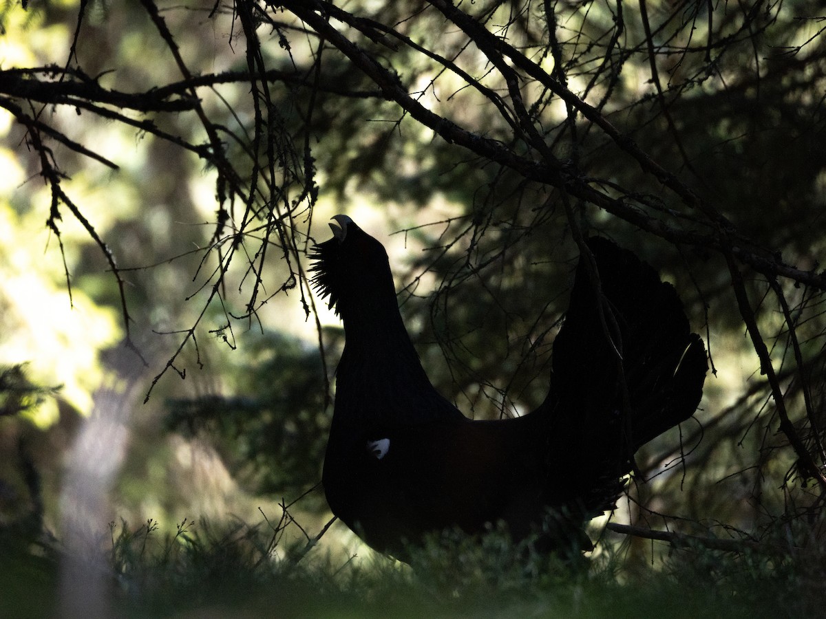 Western Capercaillie - Leo Tropper