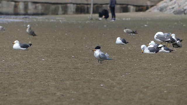 Chinese Crested Tern - ML617301766